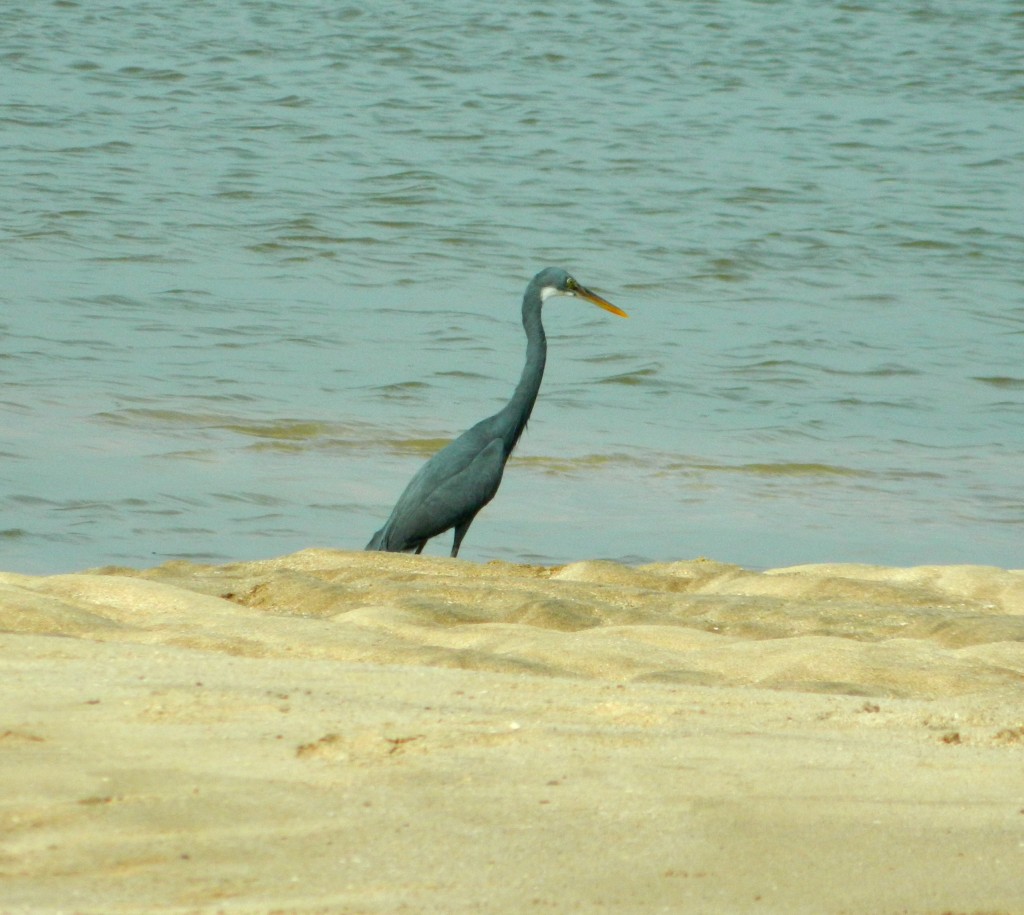 Egret at Kelwa beach, near Mumbai