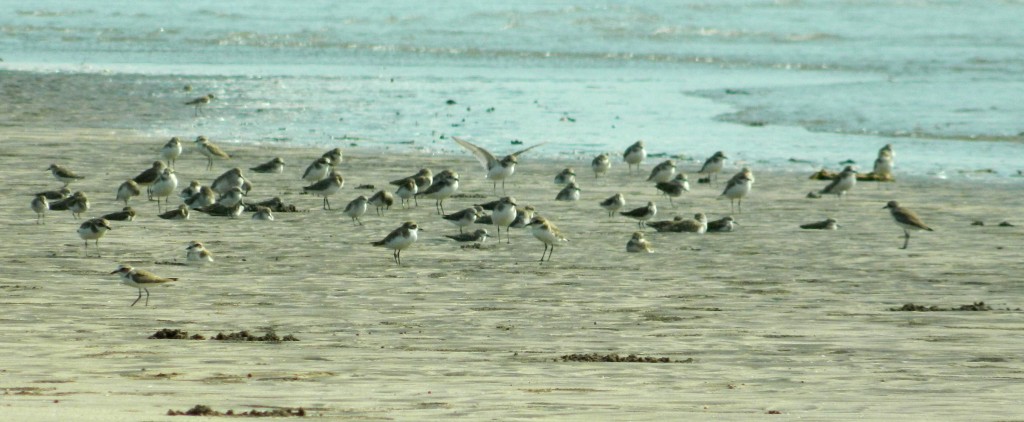 Sand Plovers