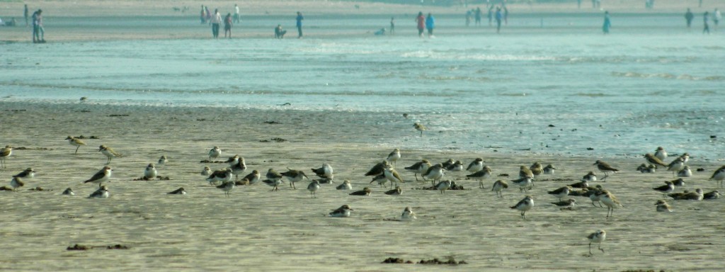 Sand Plovers 