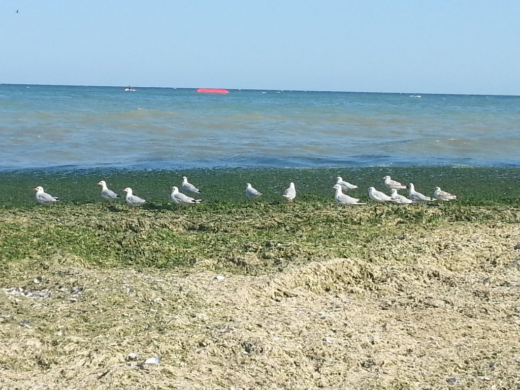 Memory photos of my beautiful seagulls