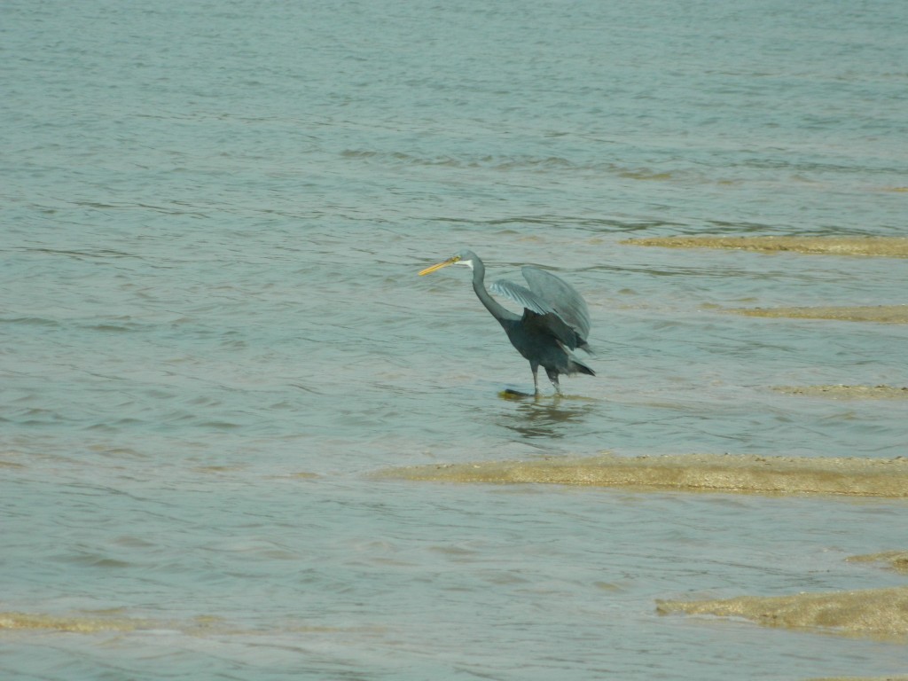 Egret at Kelwa beach, near Mumbai