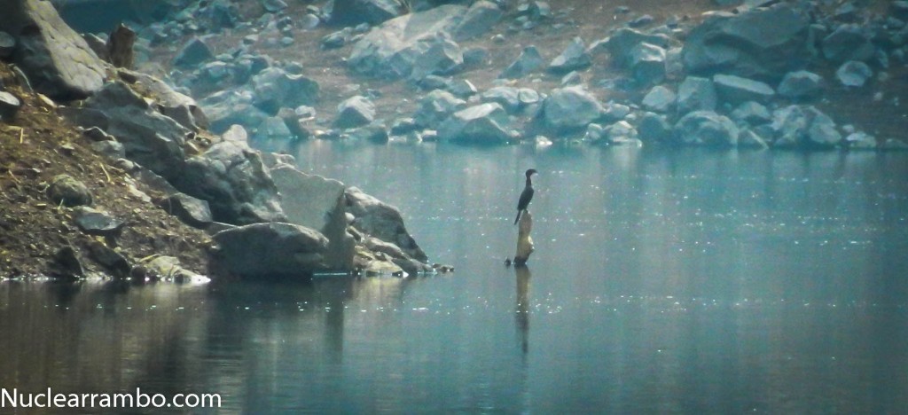 Bird at bhatsa reservoir