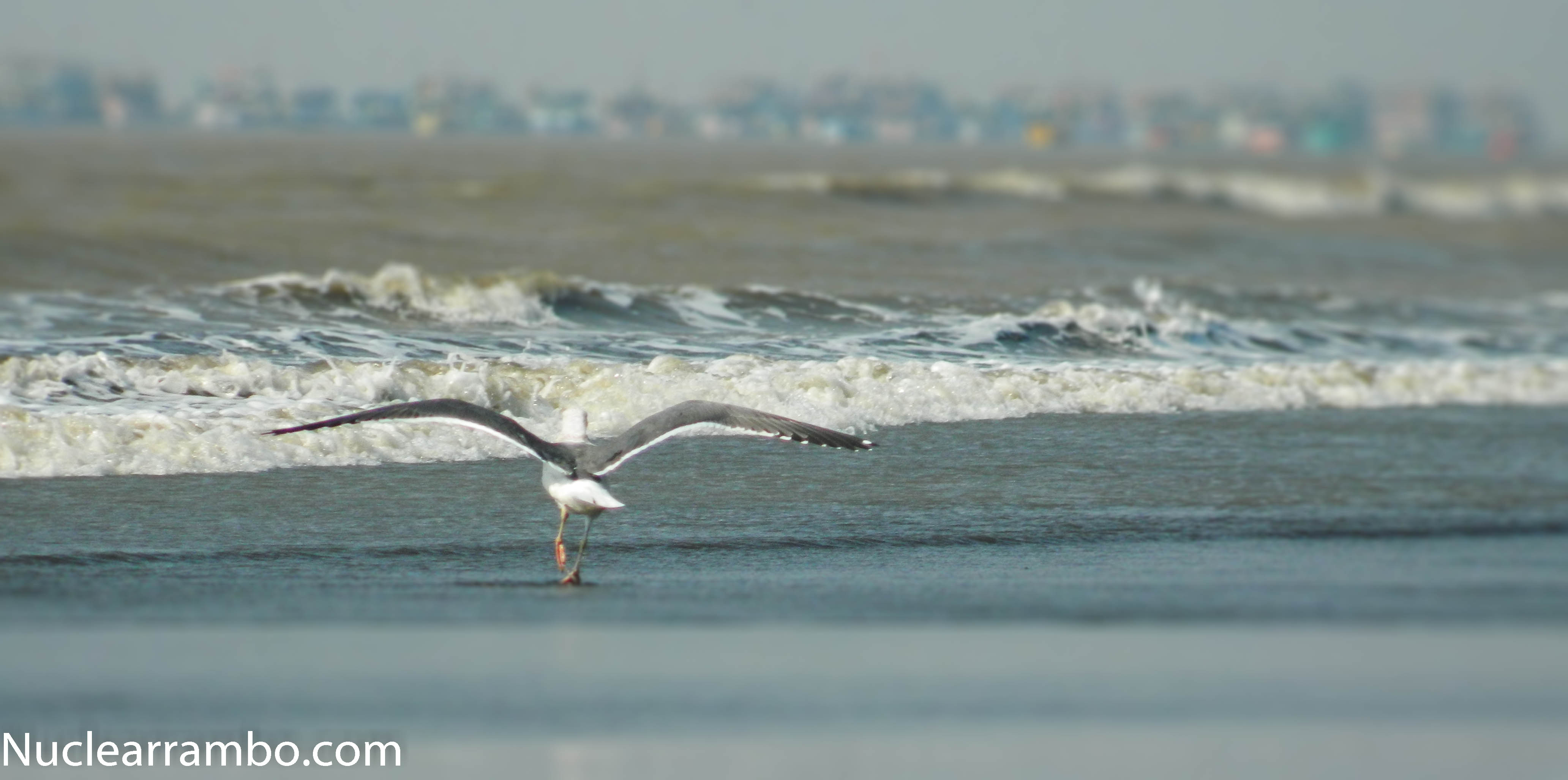 Sea gull on arnala beach